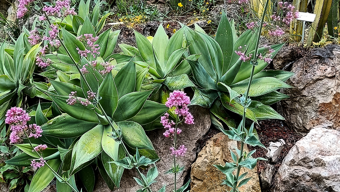 Giardini Botanici Hanbury 