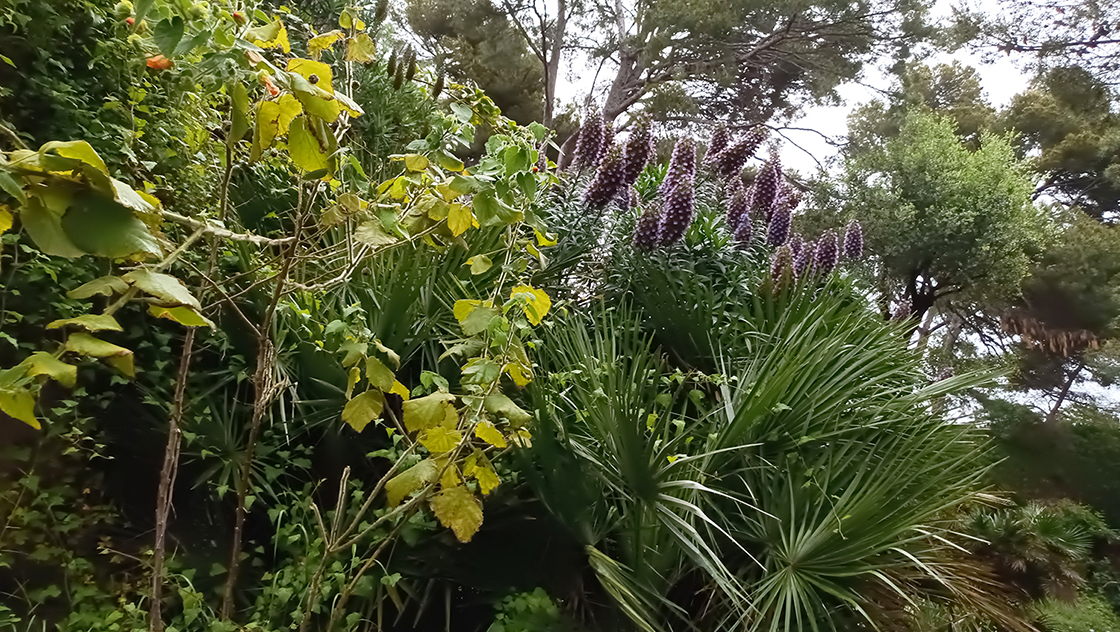 Giardini Botanici Hanbury 