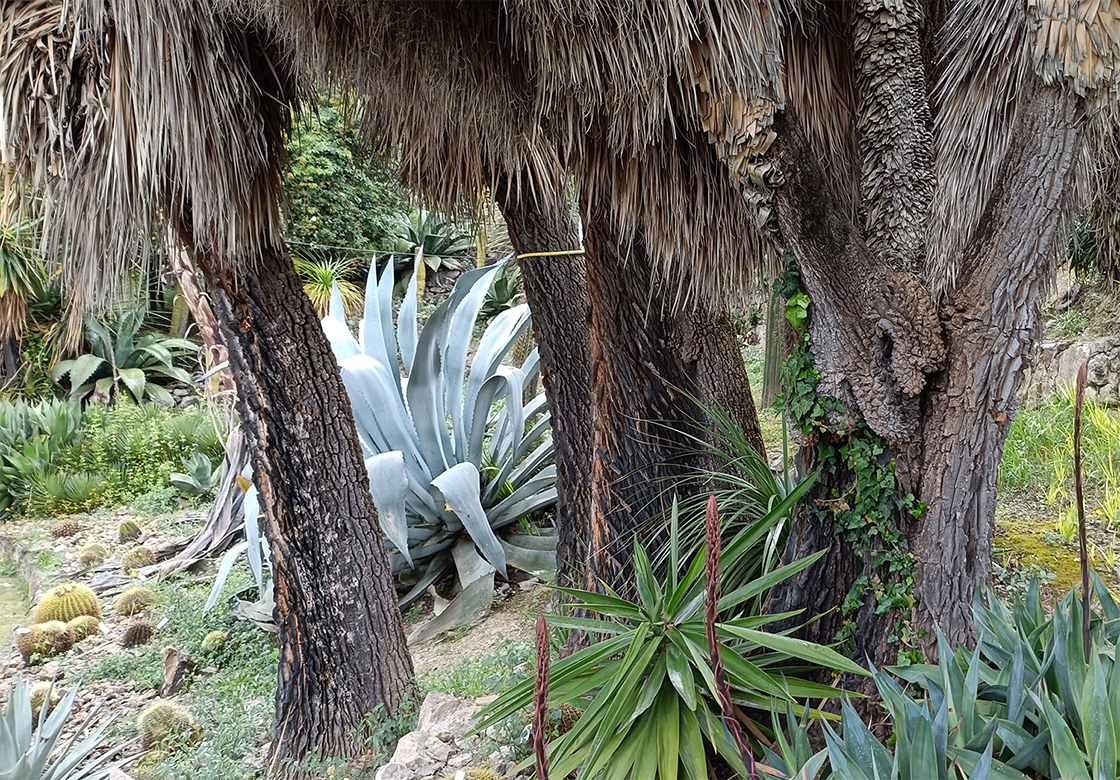 Giardini Botanici Hanbury 