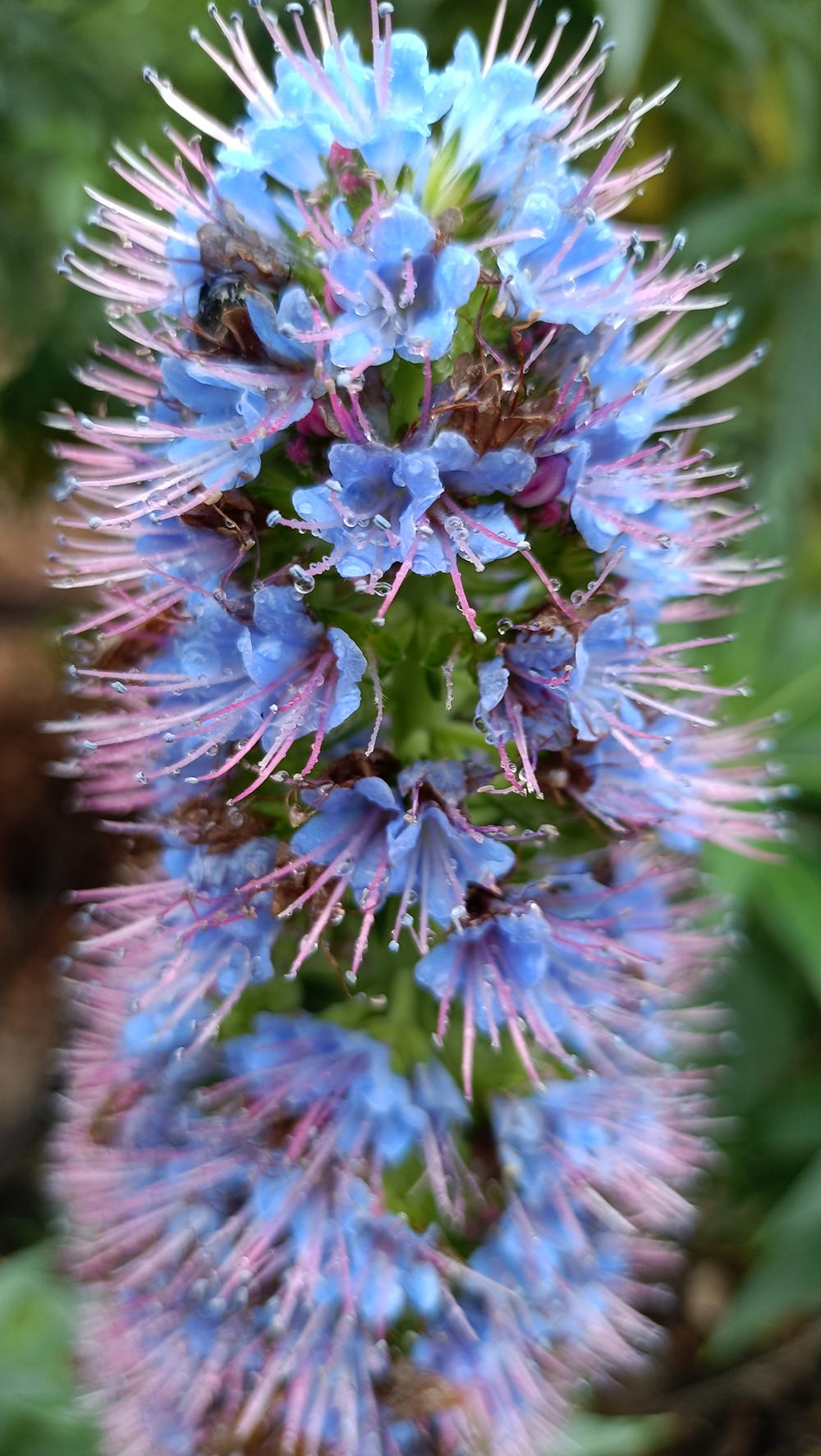 Giardini Botanici Hanbury 