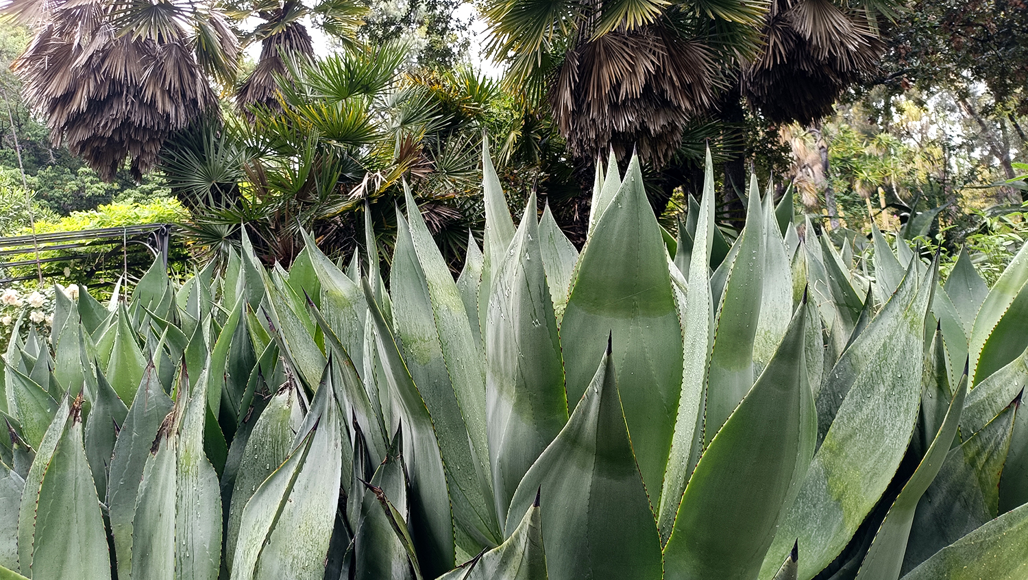 Giardini Botanici Hanbury 