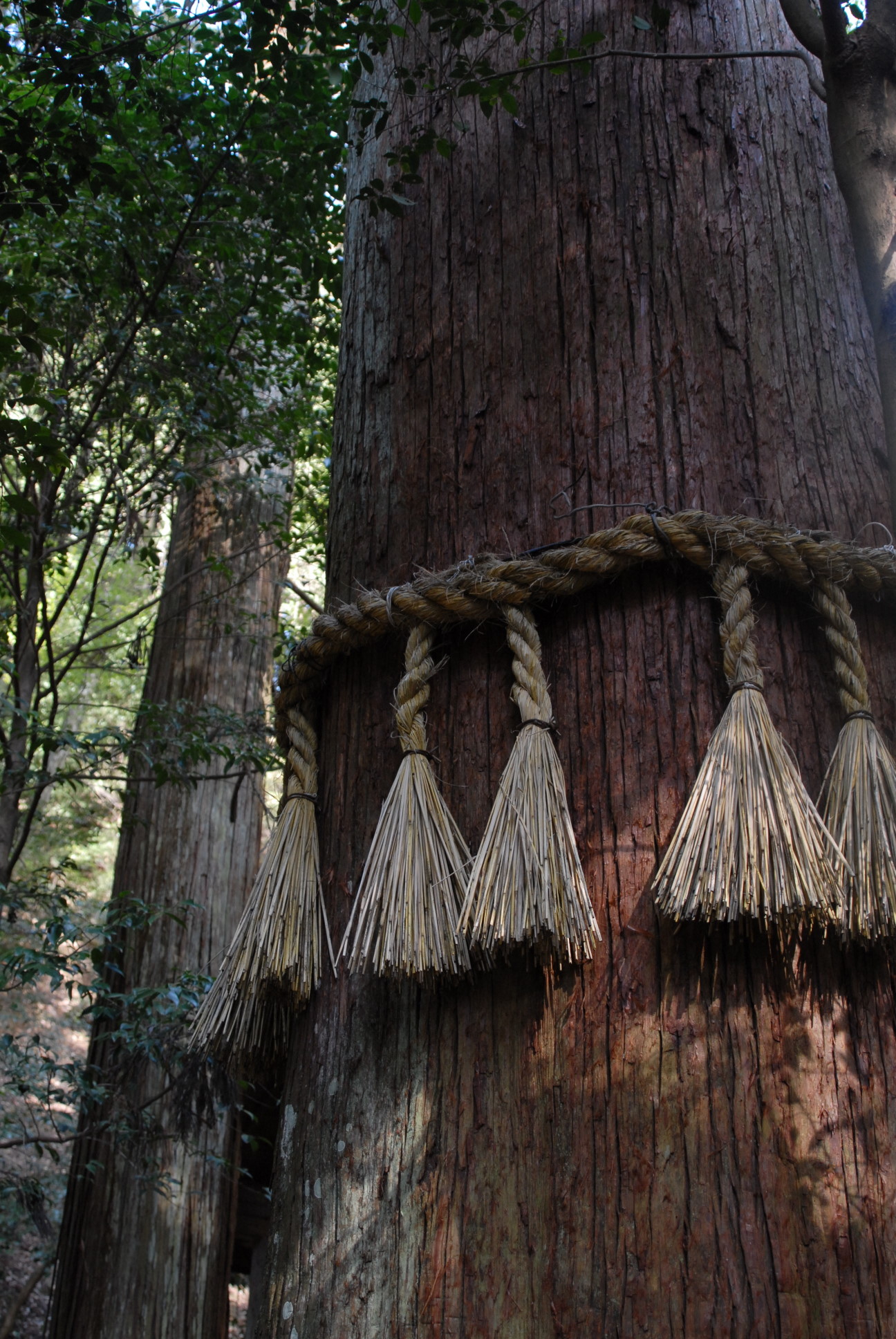 japán cédrus, shinto szalag