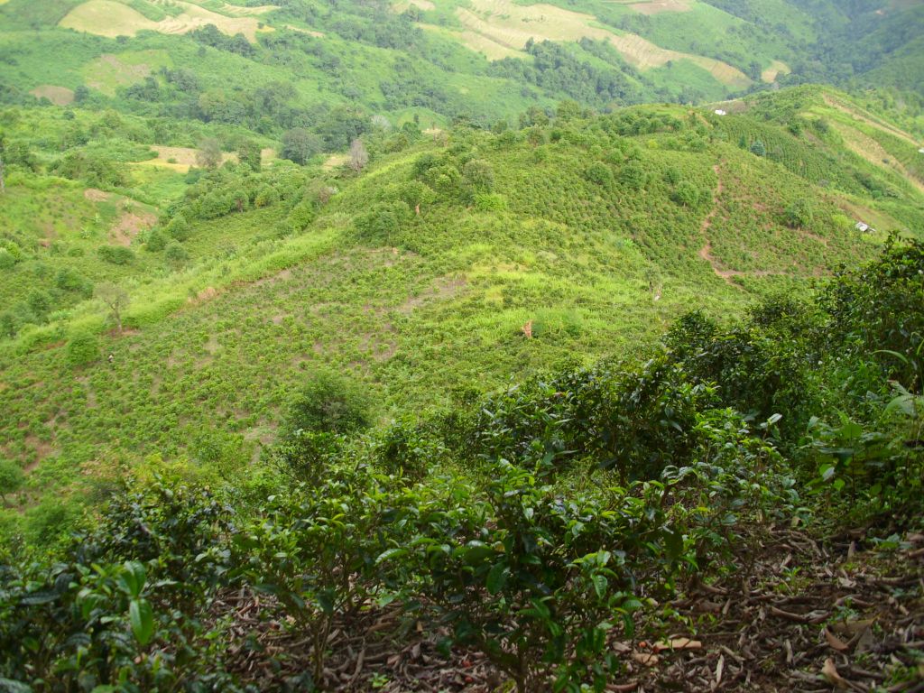 Bulangshan bannacha 