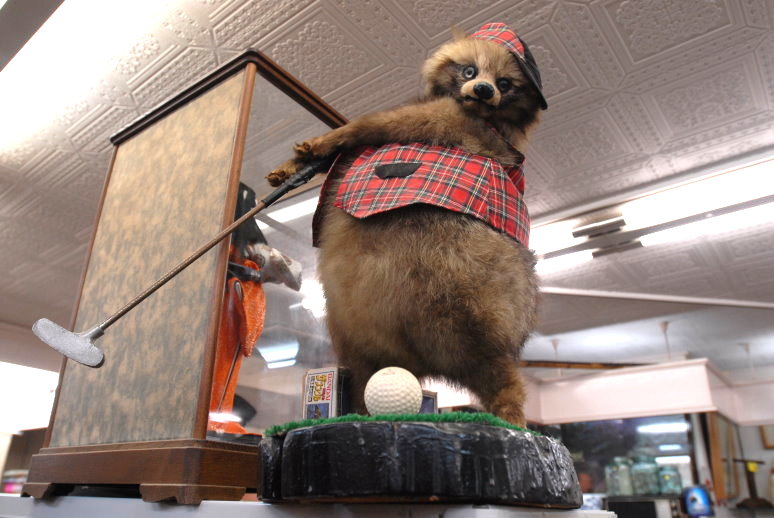 tanuki