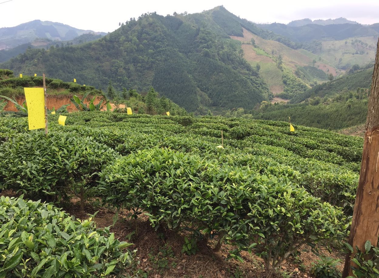 Guangxi Lu Luo kínai zöld tea