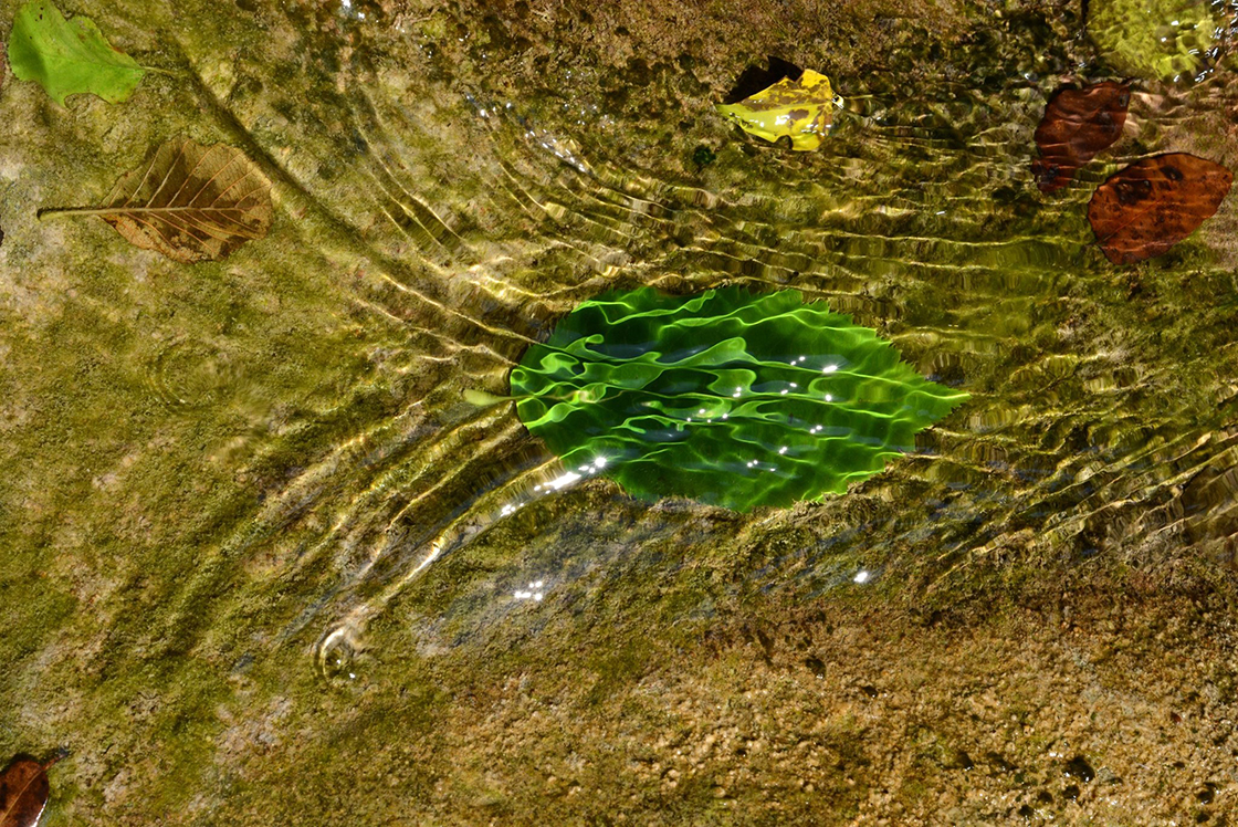 Gou Qing 勾青 akínai zöld tea