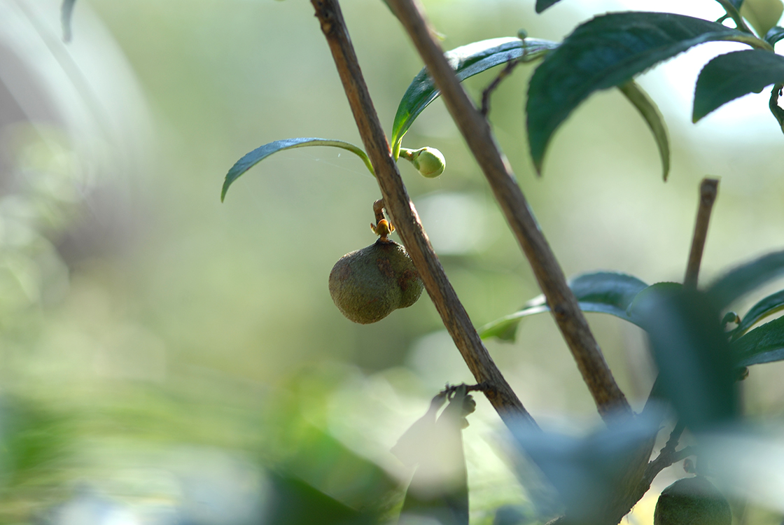 Xihu Long Jing kínai zöld tea