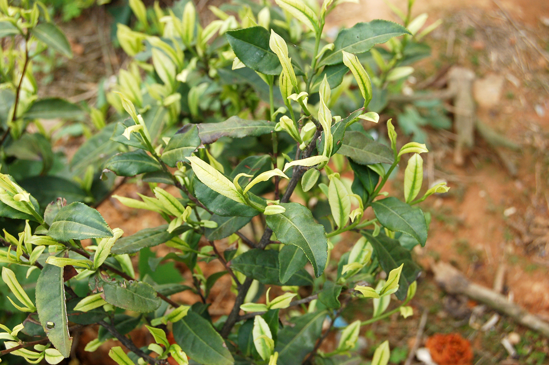 An ji Bai cha teakert