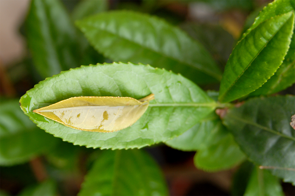 Yunnan Mao Feng 2017 kínai zöld tea