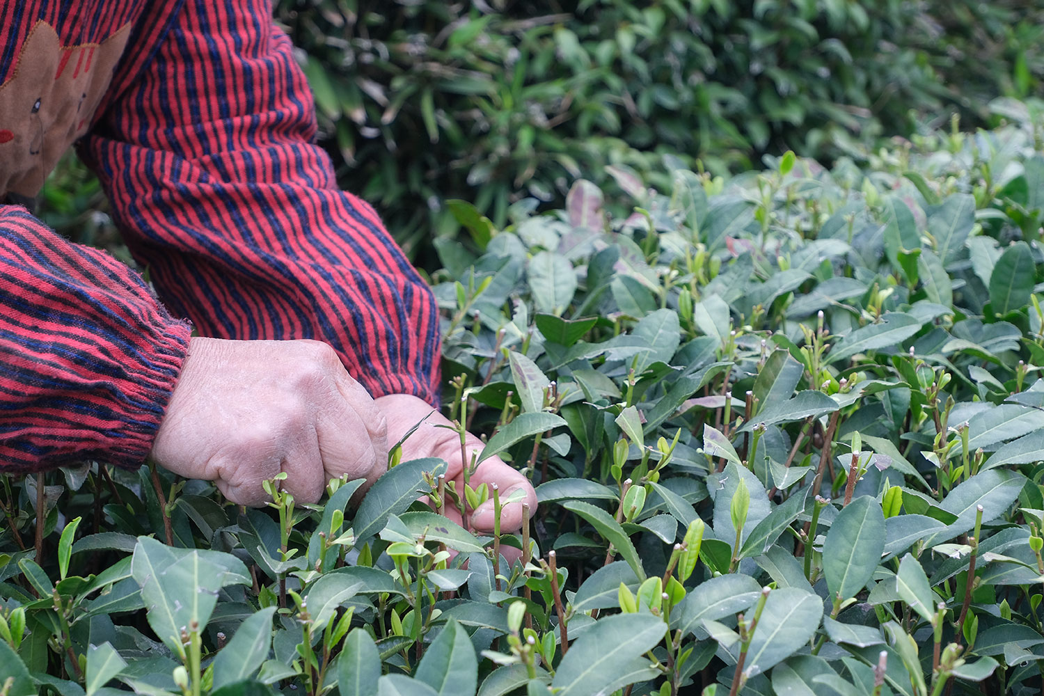 Tea leaves are picked in the fields.
