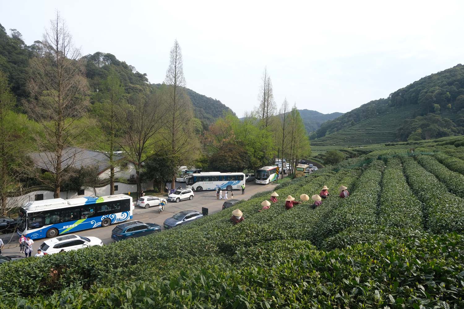 Bus loads of tourists arrive at a tea garden along the main road near West Lake in Hangzhou.