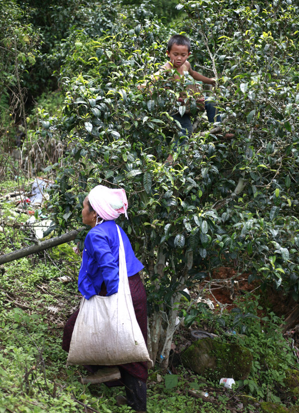 The Mixed Blessings of Yunnan’s ‘Ancient’ Tea Boom hungarian