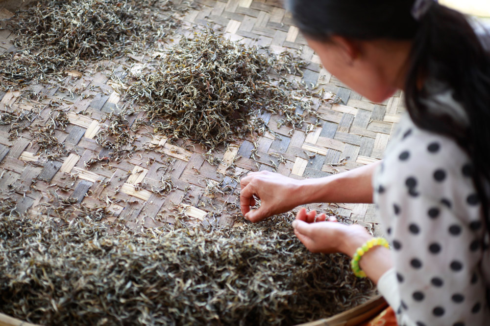 Nő teát válogat Yunnanban  2015  Ma Zhen fotója