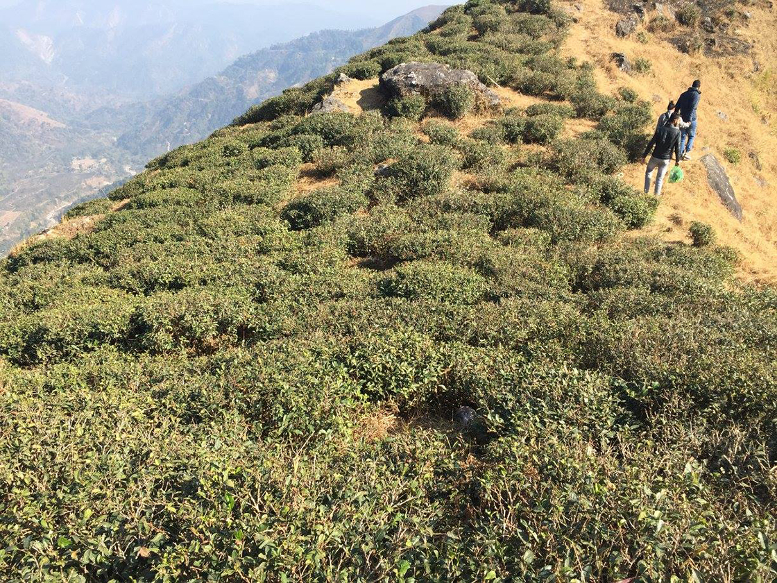 Darjeeling víz után vágyik