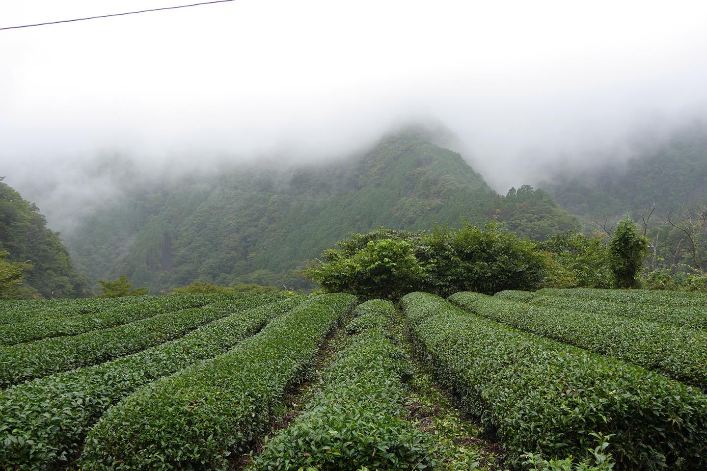 japanese tea sommelier