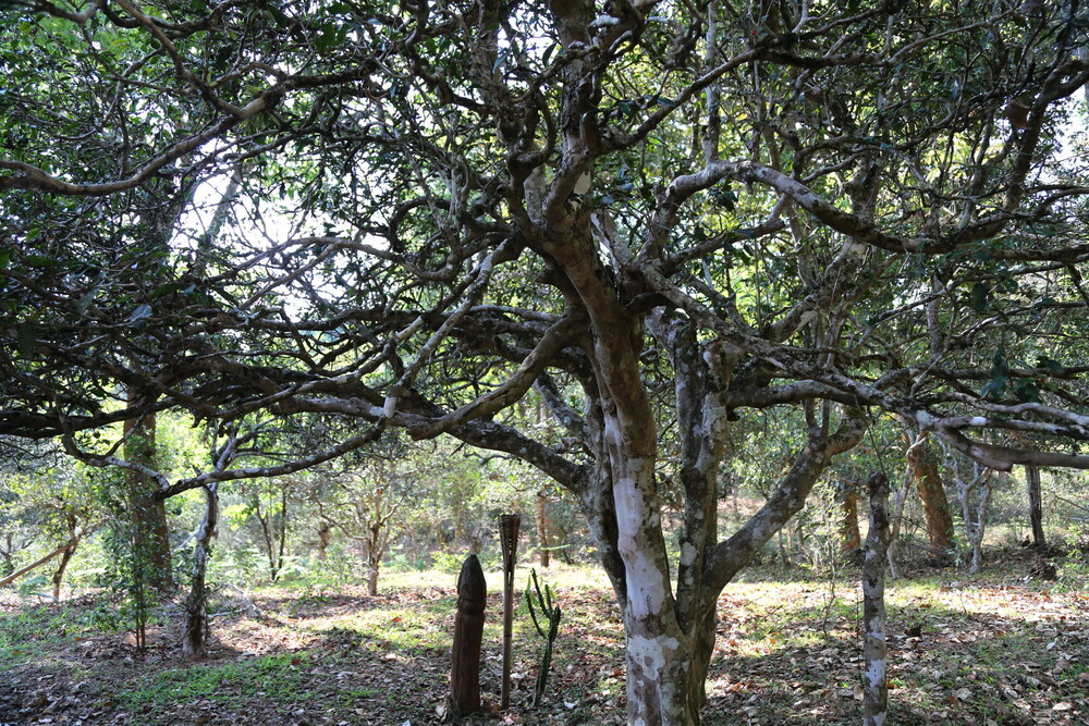 Dapingzhang Old Tea Forest in the Jingmai Mountain