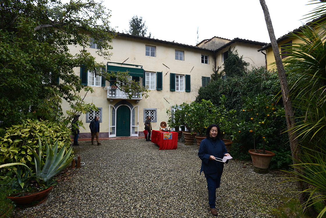 antiche camelie della lucchesia rituale di té Via del té