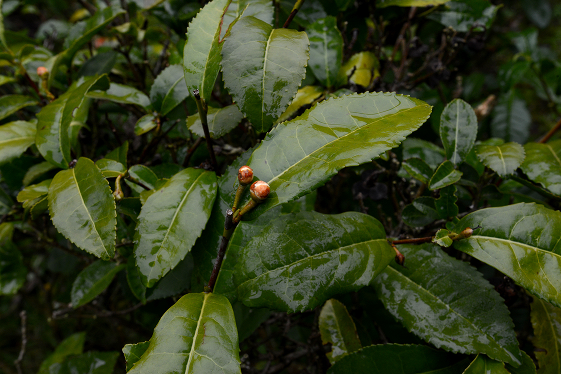 antiche camelie della lucchesia rituale di té Via del té