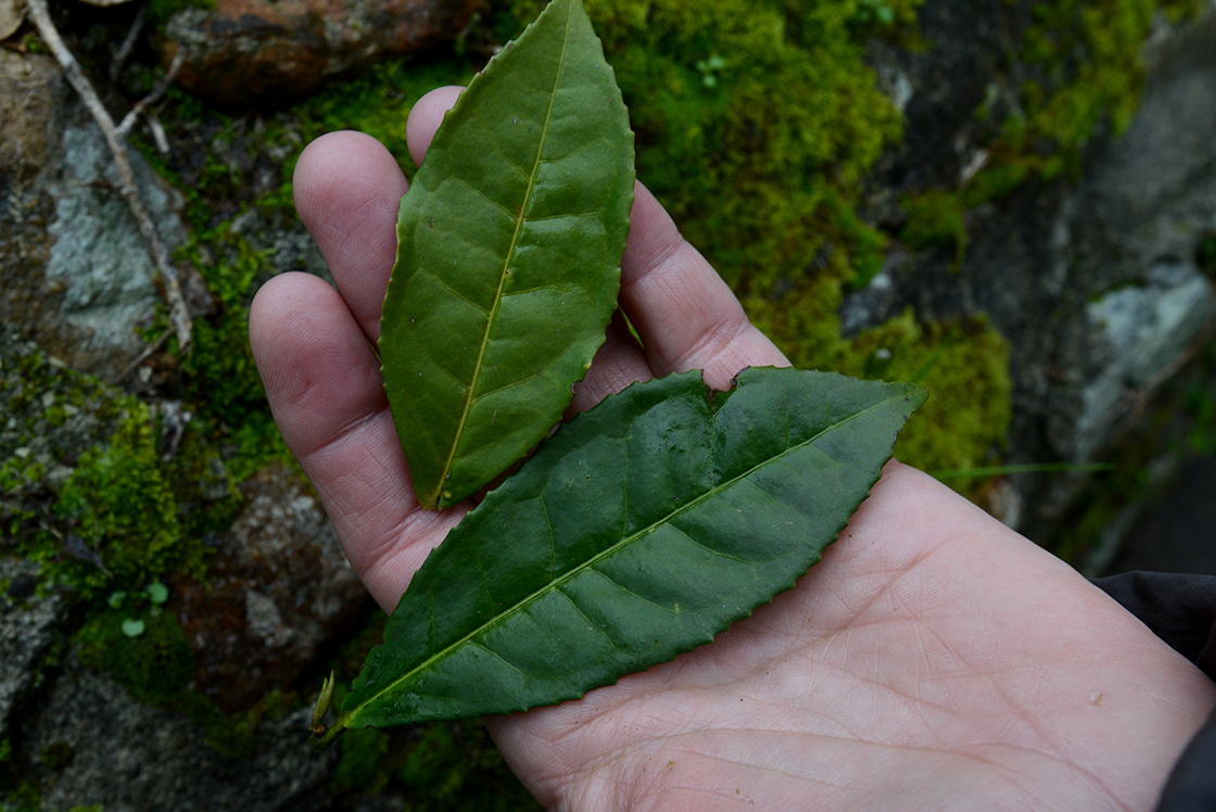 antiche camelie della lucchesia rituale di té Via del té assamica