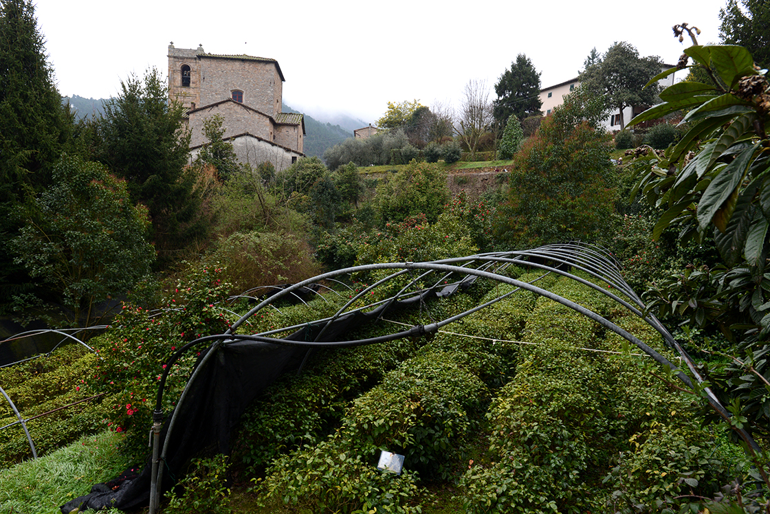 antiche camelie della lucchesia rituale di té Via del té