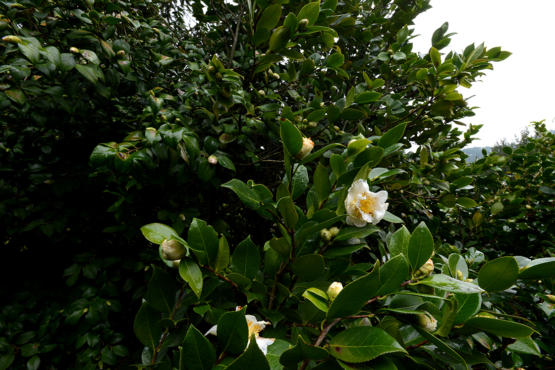 antiche camelie della lucchesia rituale di té Via del té