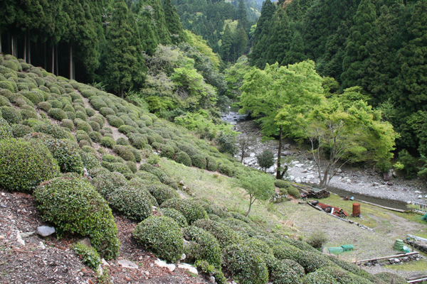 mandokoro cha