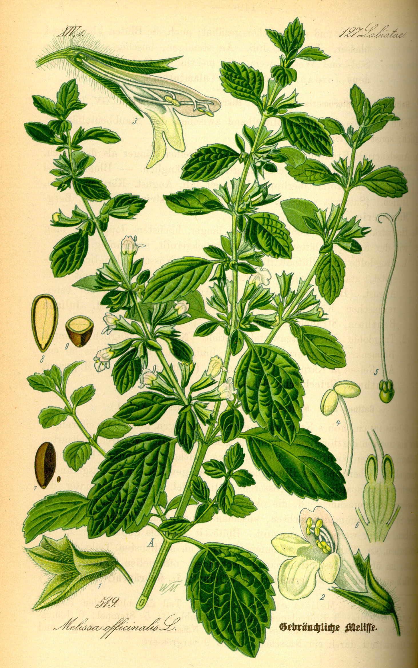 Melissa officinalis