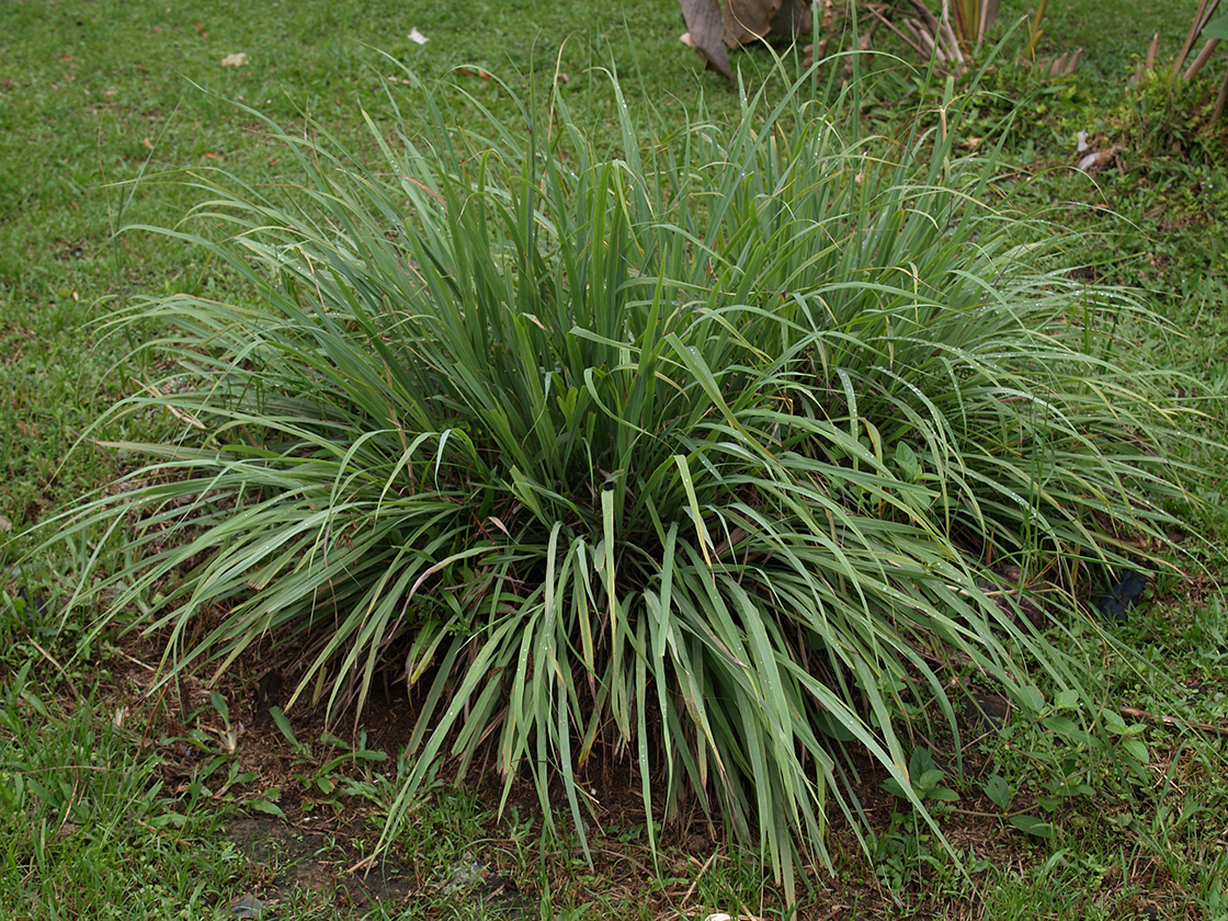 Cymbopogon citratus