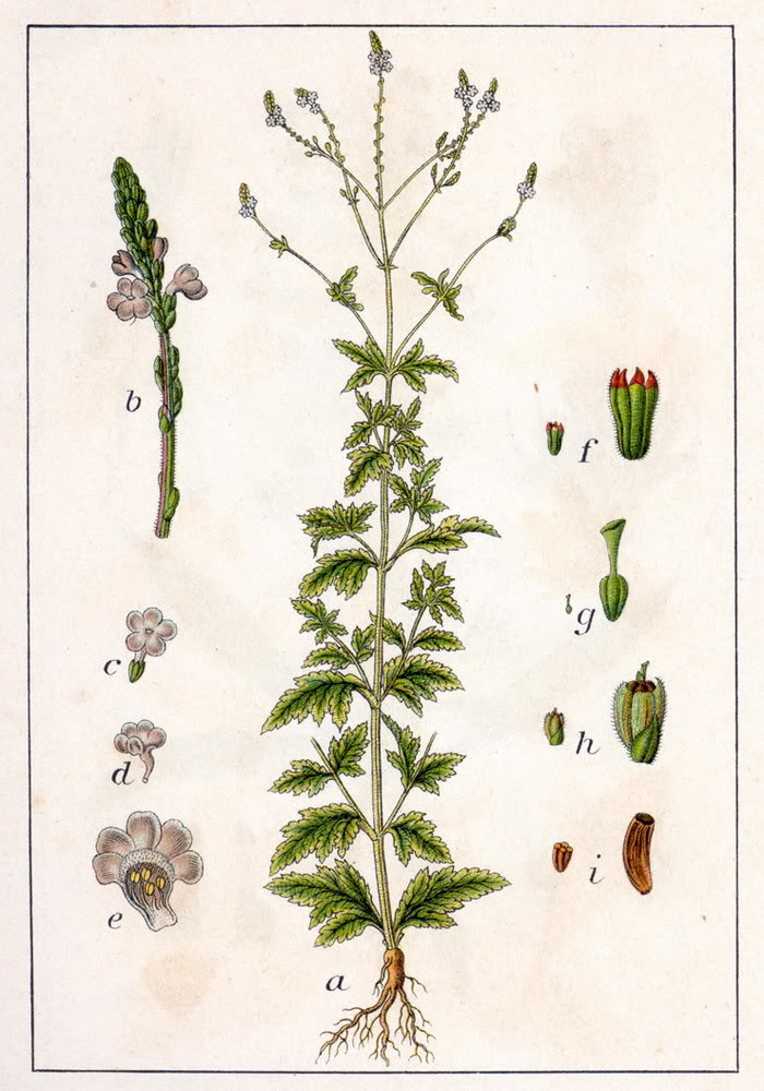 Lippia citriodora