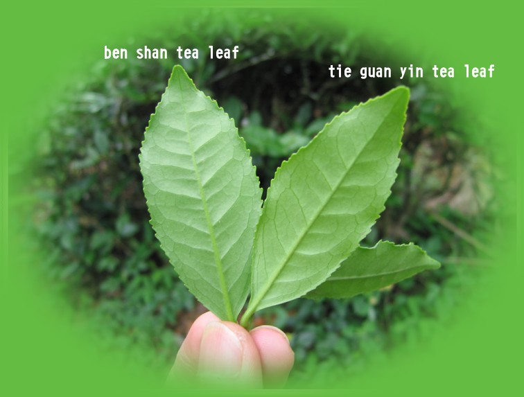 Ben shan tea