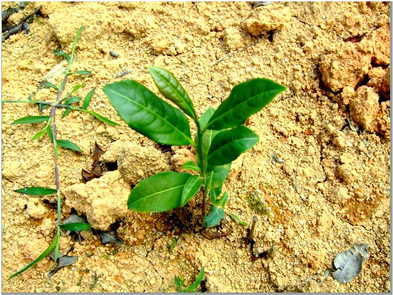 tie guan yin farm tavasz3.jpg