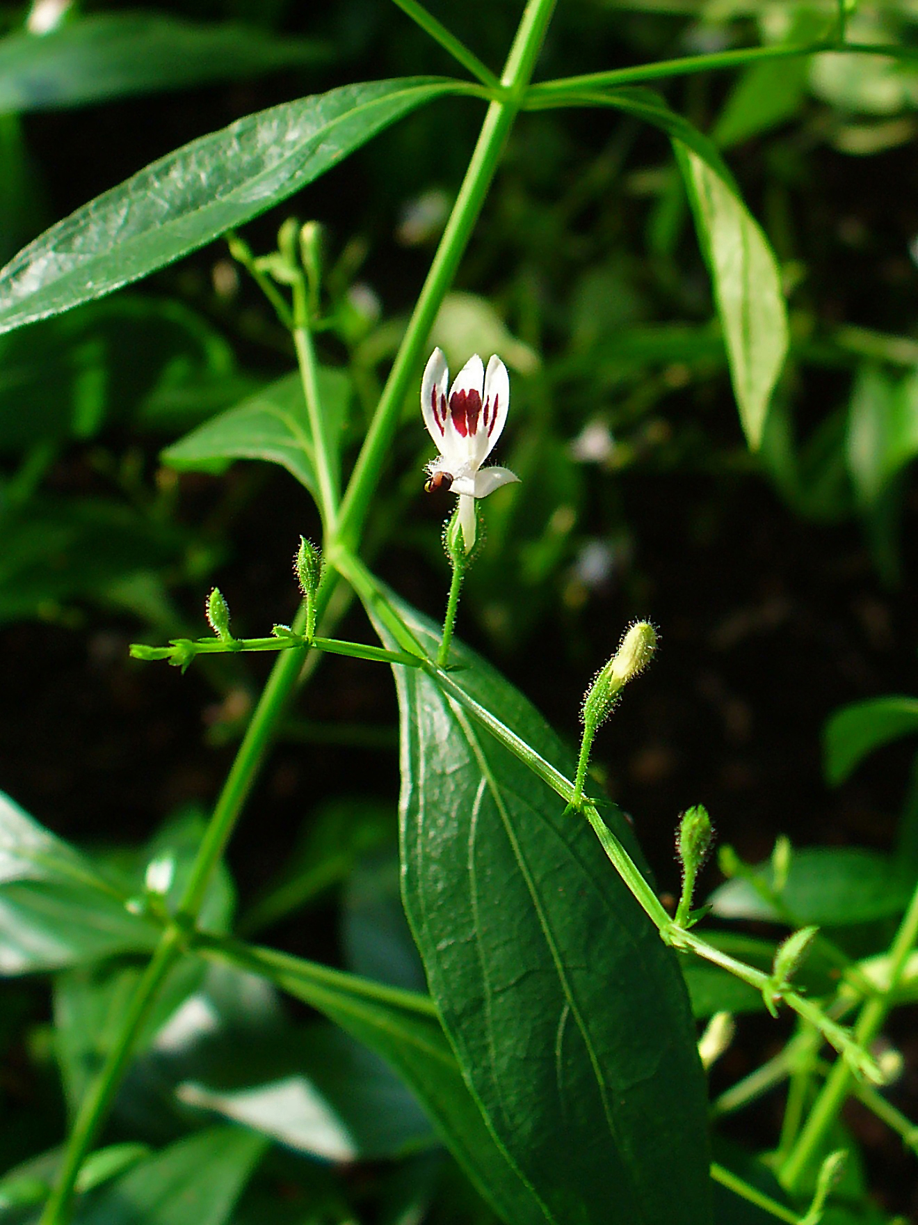 Andrographis paniculata