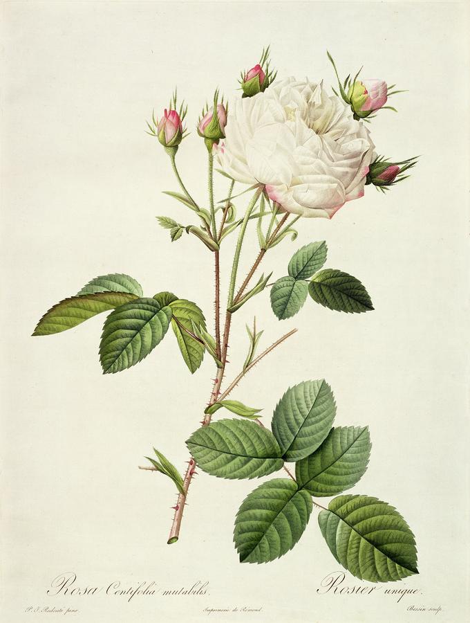 Rosa tea mask