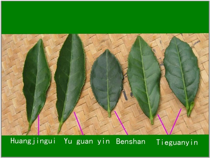 oolong tea types