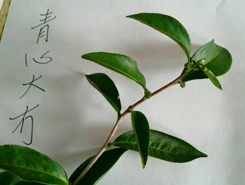 yue bai mei ren