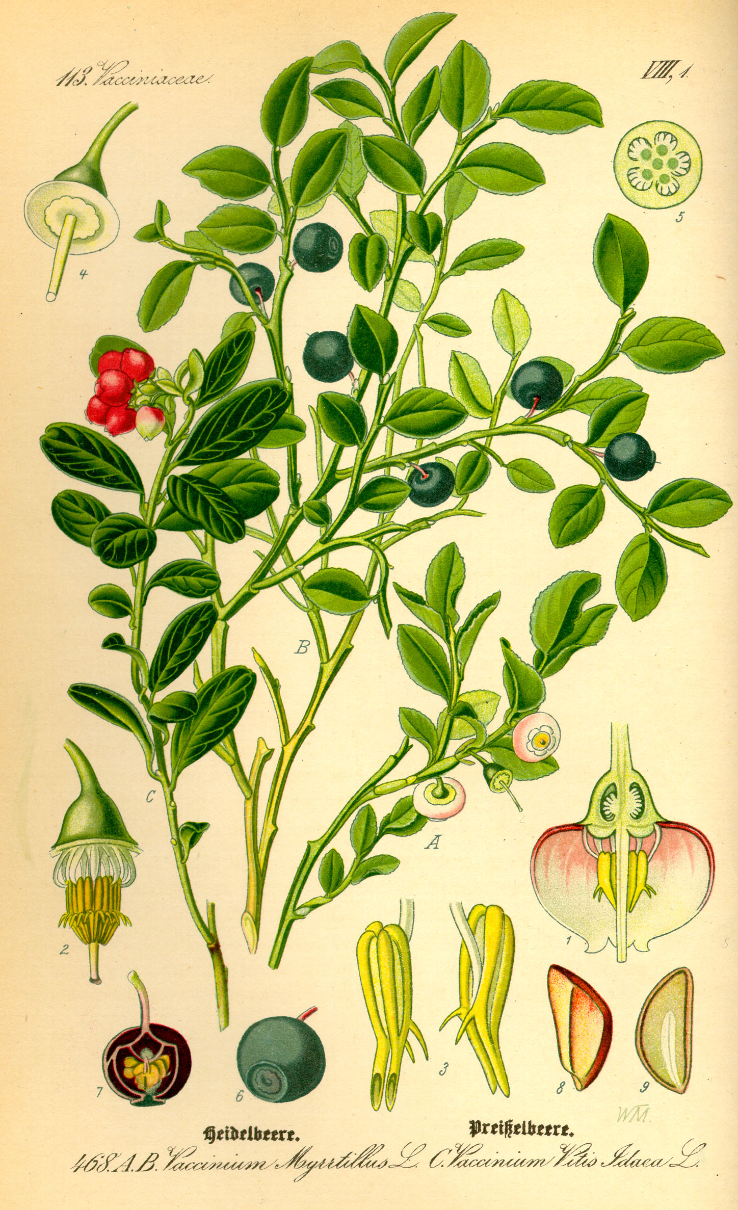 Vaccinium myrtillus