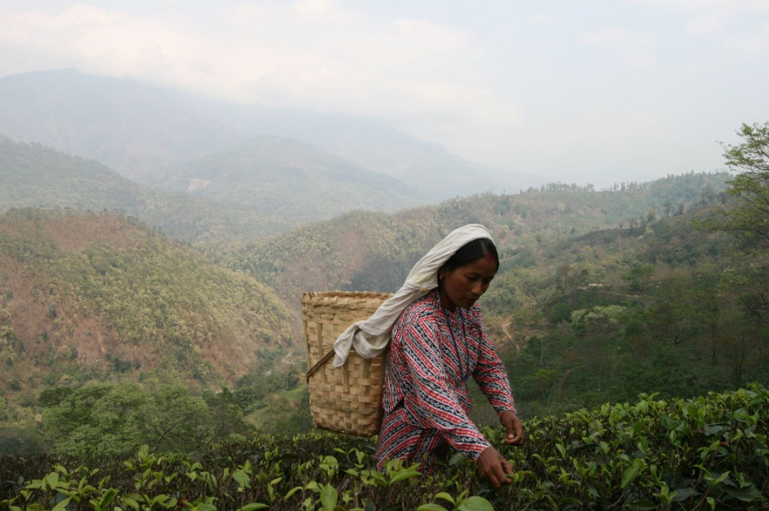 Darjeeling Glenburn FTGFOP1 fekete tea