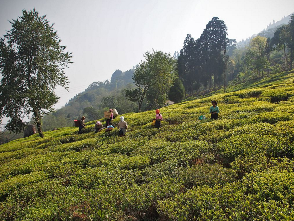 Darjeeling Glenburn FTGFOP1 fekete tea