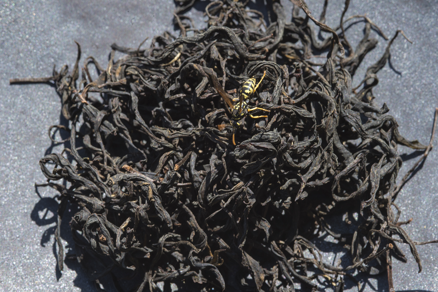 朝宮紅茶 べにふうき 2025年 asamiya black tea benifuki