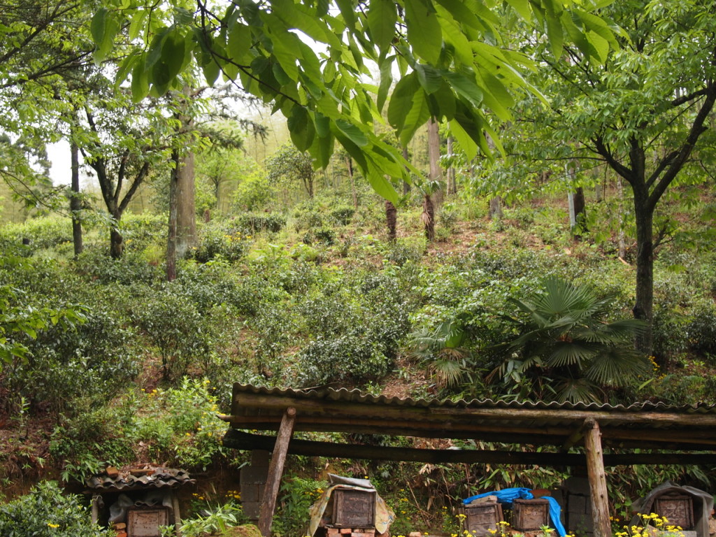 lapsang souchong kínai fekete tea kert