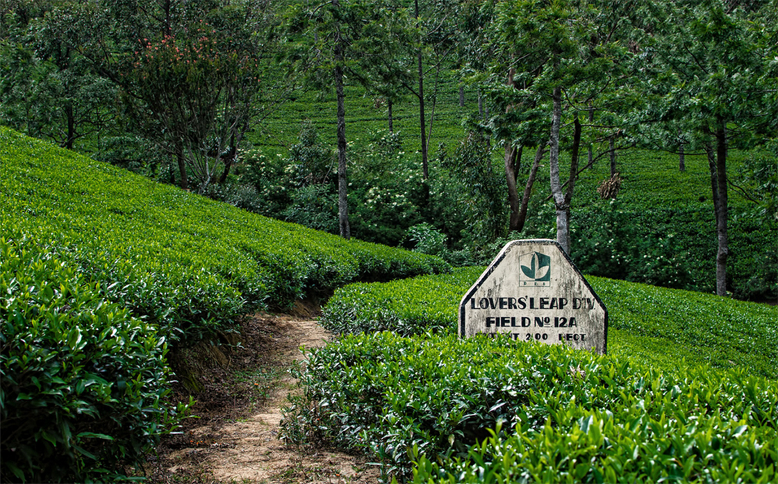 Ceylon nuwara eliya és bulang hegyi dian hong levél