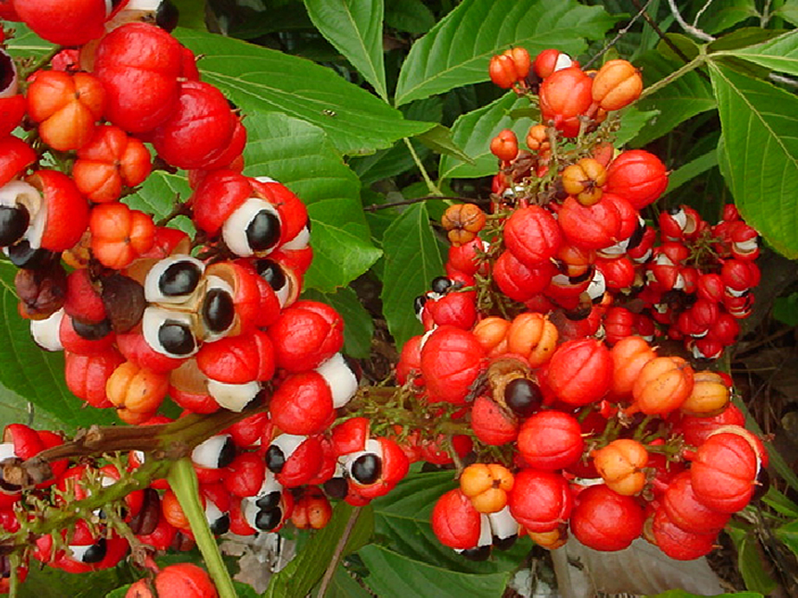Paullinia cupana guaraná gyümölcs