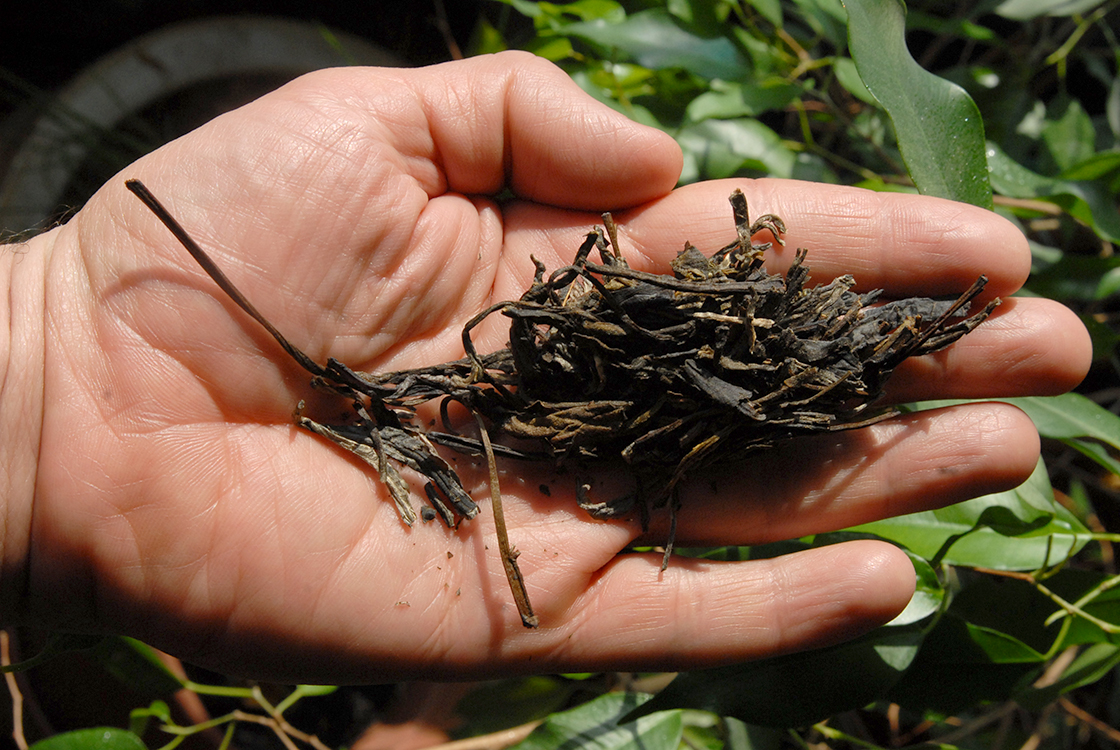 vén teafák a teaerdő mélyén 2007 kínai sheng puerh tea