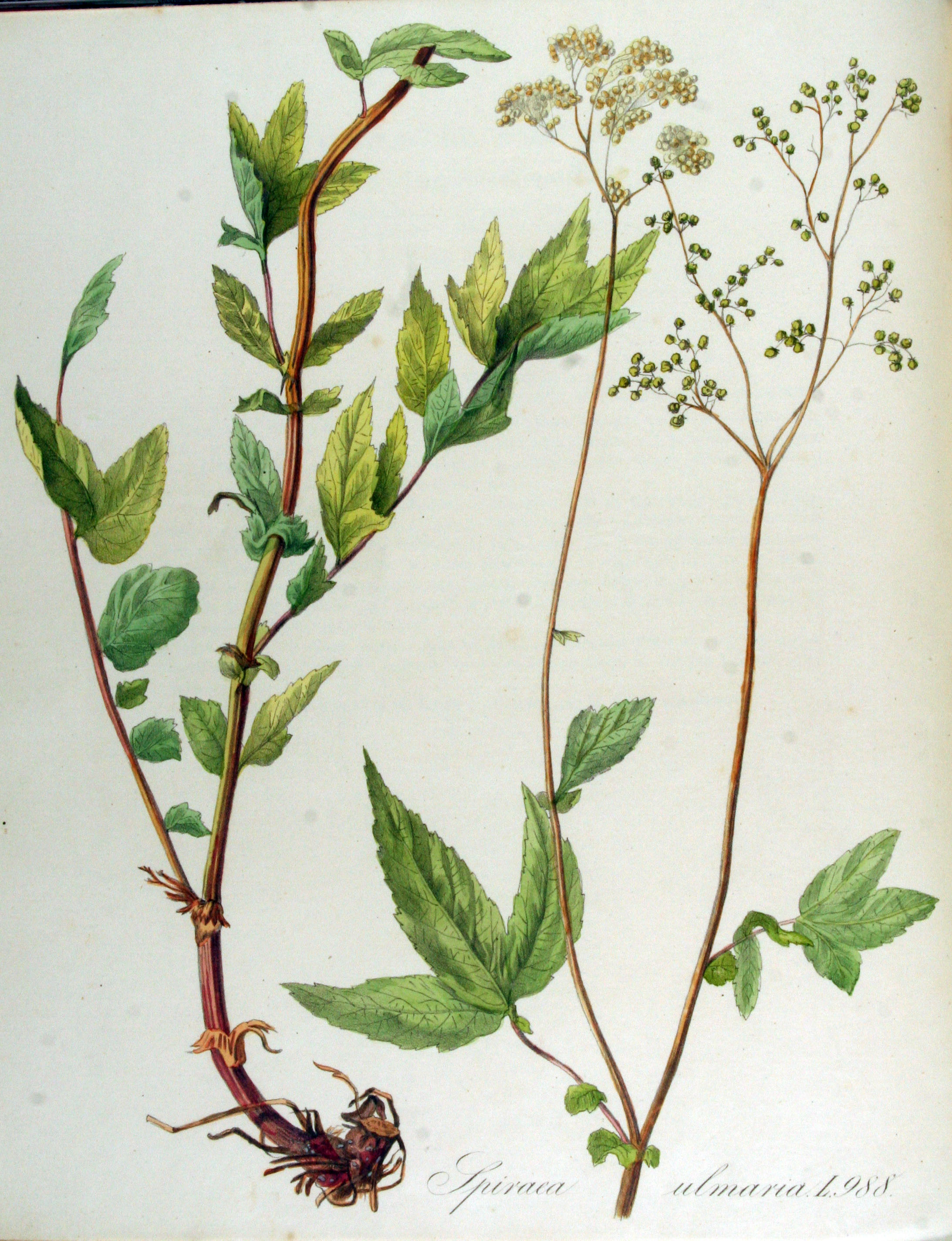 Spirea ulmaria