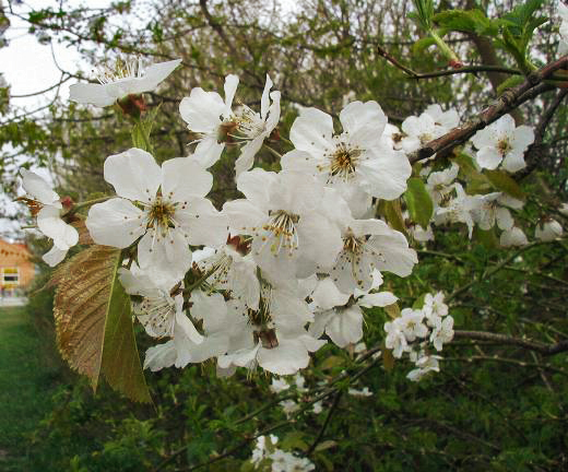 Prunus avium