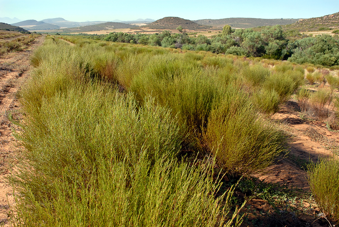 rooibos tea