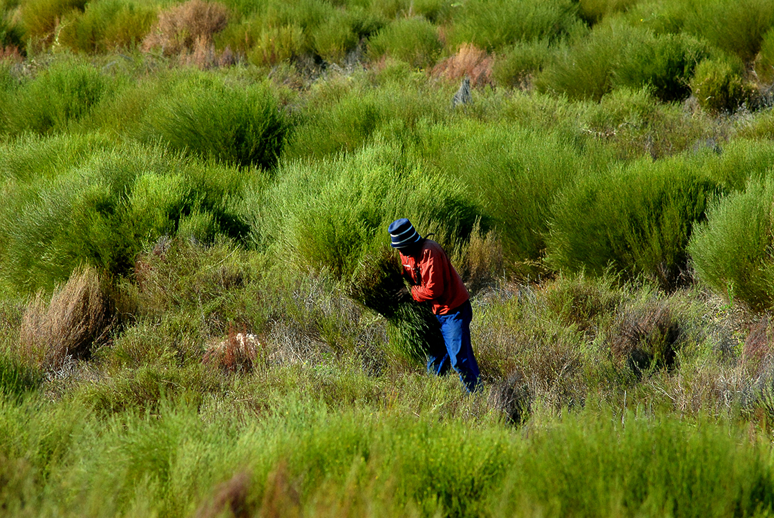 rooibos tea