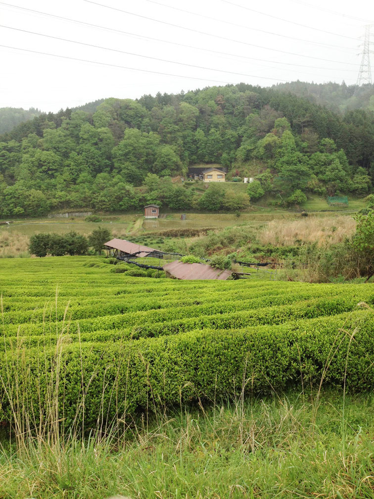 Johen tenmoku bio sencha