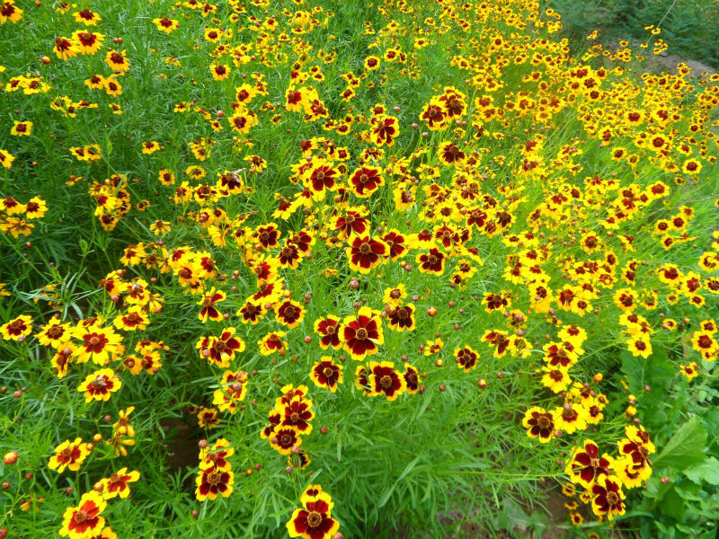 Xue Ju Hua Cha iceberg chrysantemum