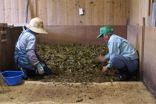 goishicha japán posztfermentált tea